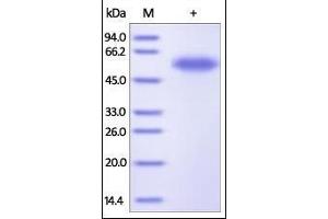 Human TNFR1, Fc Tag on SDS-PAGE under reducing (R) condition. (TNFRSF1A Protein (AA 22-211) (Fc Tag))