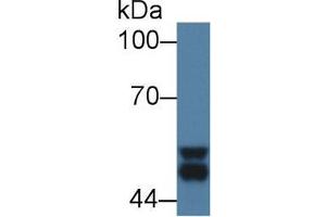 Western Blot; Sample: Mouse Cerebrum lysate; Primary Ab: 1µg/ml Rabbit Anti-Mouse GSK3a Antibody Second Ab: 0.