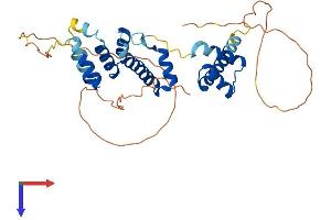 SIX3 Protein (AA 1-333) (His tag)