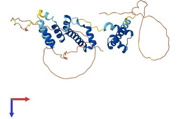 SIX3 Protein (AA 1-333) (His tag)