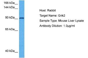 Host: Rabbit Target Name: GRIK2 Sample Tissue: Mouse Liver Antibody Dilution: 1ug/ml (Glutamate Receptor 3 Antikörper  (Middle Region))