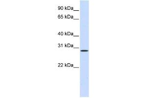 HGF antibody used at 1 ug/ml to detect target protein. (HGF Antikörper)