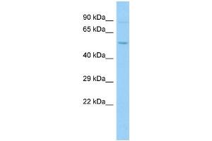 Host: Rabbit Target Name: PARS2 Sample Type: PANC1 Whole Cell lysates Antibody Dilution: 1. (PARS2 Antikörper  (N-Term))