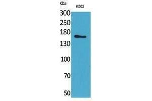 LAMC2 Antikörper  (C-Term)