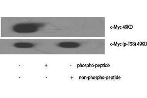Western Blot (WB) analysis of specific cells using Phospho-c-Myc (T58) Polyclonal Antibody. (c-MYC Antikörper  (pThr58))