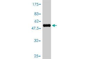 Western Blot detection against Immunogen (53. (C4BPB Antikörper  (AA 1-251))