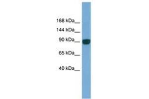 Image no. 1 for anti-Unc-45 Homolog A (UNC45A) (AA 143-192) antibody (ABIN6745687) (UNC45A Antikörper  (AA 143-192))