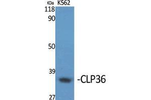Western Blot (WB) analysis of specific cells using CLP36 Polyclonal Antibody. (PDLIM1 Antikörper  (Internal Region))