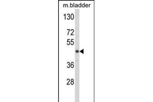 Western blot analysis of LUM Antibody (N-term) (ABIN391881 and ABIN2841701) in mouse bladder tissue lysates (35 μg/lane). (LUM Antikörper  (N-Term))