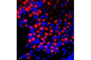 Immunofluorescence of paraffin embedded mouse epencephalon using Bora (ABIN7075236) at dilution of 1:200 (400x lens) (BORA Antikörper)