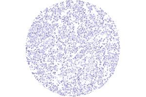 anti-KiSS-1 Metastasis-Suppressor (KISS1) antibody
