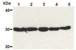 Western Blotting (WB) image for anti-High Mobility Group Box 1 (HMGB1) (Internal Region) antibody (ABIN1449284) (HMGB1 Antikörper  (Internal Region))