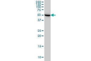 Western Blotting (WB) image for anti-UDP-Glucose Pyrophosphorylase 2 (UGP2) (AA 1-90) antibody (ABIN563340)