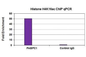 Histone H4K16ac antibody (mAb) tested by ChIP analysis. (Histone H4 Antikörper  (acLys16))