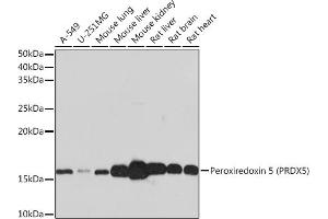 Western blot analysis of extracts of various cell lines, using Peroxiredoxin 5 (PRDX5) (PRDX5) Rabbit mAb (ABIN1680777, ABIN3018335, ABIN3018336 and ABIN7101596) at 1:1000 dilution. (Peroxiredoxin 5 Antikörper)