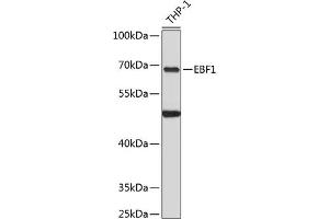 Western blot analysis of extracts of THP-1 cells, using EBF1 antibody  at 1:3000 dilution. (EBF1 Antikörper  (C-Term))
