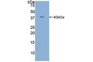Western blot analysis of recombinant Human TFF3. (TFF3 Antikörper  (AA 22-94))