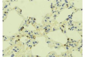 ABIN6273355 at 1/100 staining Mouse lung tissue by IHC-P. (GEM Antikörper  (N-Term))
