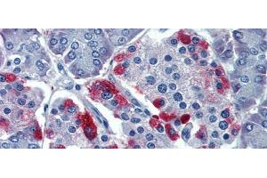 Immunohistochemistry (IHC) image for anti-GNAS Complex Locus (GNAS) (N-Term) antibody (ABIN2775542)