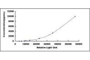 ELISA image for serpin Peptidase Inhibitor, Clade B (Ovalbumin), Member 3 (SERPINB3) CLIA Kit (ABIN1873157)