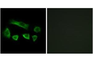 Immunofluorescence analysis of A549 cells, using NT5C1B Antibody.
