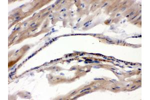 Immunohistochemistry (IHC) image for anti-Monoamine Oxidase A (MAOA) (AA 457-493), (C-Term) antibody (ABIN3043872)
