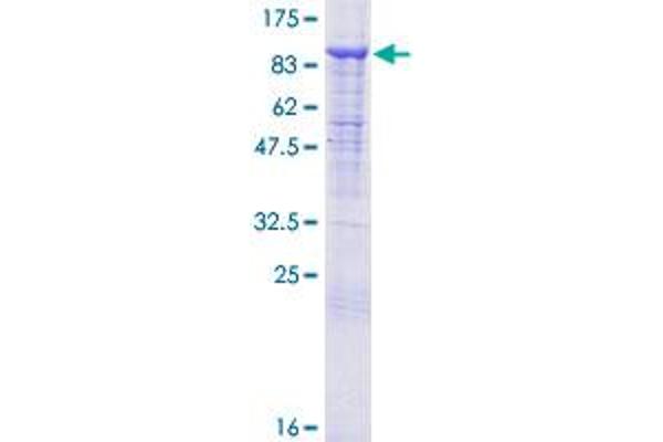 Cullin 2 Protein (CUL2) (AA 1-745) (GST tag)