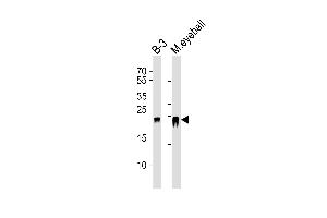 Western blot analysis of lysates from B-3 cell line and mouse eyeball tissue lysate(from left to right), using CRYBB2 Antibody (N-term) (ABIN6243390 and ABIN6577568). (CRYbB2 Antikörper  (N-Term))