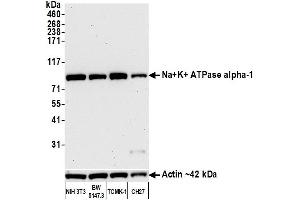 Western Blotting (WB) image for anti-alpha 1 Sodium Potassium Atpase antibody (ABIN7455086) (alpha 1 Sodium Potassium Atpase Antikörper)