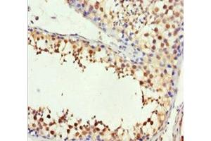 Immunohistochemistry of paraffin-embedded human testis tissue using ABIN7148560 at dilution of 1:100 (H2AFY Antikörper  (AA 123-372))
