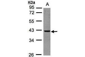 WB Image Sample (30μg whole cell lysate) A:HeLa S3, 10% SDS PAGE antibody diluted at 1:500