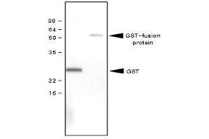 Recombinant GST (28kDa) and GST-fusion protein (61kDa) were resolved by SDS-PAGE, transferred to PVDF membrane and probed with anti-GST antibody (1:1,000). (GST Antikörper)