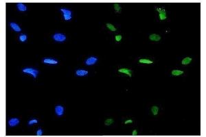 IF analysis of GATA3 using anti-GATA3 antibody (ABIN7603171).