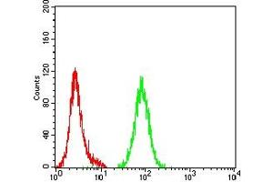Flow cytometric analysis of Hela cells using ATG4B mouse mAb (green) and negative control (red). (ATG4B Antikörper  (AA 1-221))