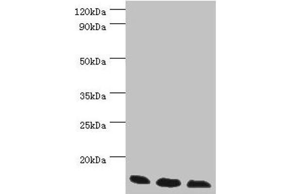 TCEB2 Antikörper  (AA 1-118)