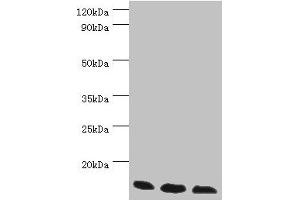 Western blot All lanes: Transcription elongation factor B polypeptide 2 antibody at 3 μg/mL Lane 1: k562 whole cell lysate Lane 2: 293T whole cell lysate Lane 3: HL60 whole cell lysate Secondary Goat polyclonal to rabbit IgG at 1/10000 dilution Predicted band size: 14, 18 kDa Observed band size: 14 kDa (TCEB2 Antikörper  (AA 1-118))