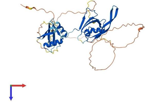 PARD6B Protein (AA 1-372) (His tag)