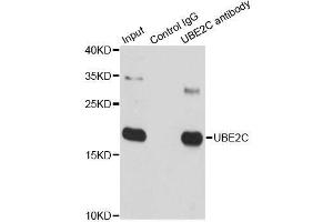 Immunoprecipitation (IP) image for anti-Ubiquitin-Conjugating Enzyme E2C (UBE2C) (AA 1-179) antibody (ABIN6149787)
