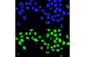 IF analysis of MMP28 using anti-MMP28 antibody (ABIN7599865).
