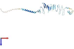 SGCG Protein (AA 1-291) (His tag)