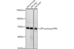 Western blot analysis of extracts of various cell lines, using CTP synthase/CTPS antibody (ABIN7266536) at 1:500 dilution. (CTP Synthase Antikörper)