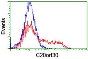 HEK293T cells transfected with either RC201878 overexpress plasmid (Red) or empty vector control plasmid (Blue) were immunostained by anti-C20orf30 antibody (ABIN2455903), and then analyzed by flow cytometry. (C20orf30 Antikörper)