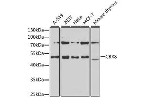 Western blot analysis of extracts of various cell lines, using CBX8 antibody (ABIN1882349) at 1:1000 dilution. (CBX8 Antikörper)