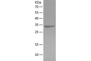 Western Blotting (WB) image for Membrane-Spanning 4-Domains, Subfamily A, Member 12 (MS4A12) (AA 1-90) protein (His-IF2DI Tag) (ABIN7123910) (MS4A12 Protein (AA 1-90) (His-IF2DI Tag))