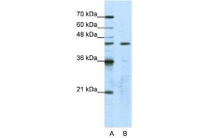 WB Suggested Anti-GTPBP9  Antibody Titration: 1. (OLA1 Antikörper  (N-Term))