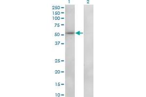 Western Blot analysis of ZNF207 expression in transfected 293T cell line by ZNF207 monoclonal antibody (M01), clone 6D6. (ZNF207 Antikörper  (AA 1-110))
