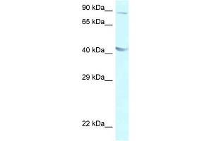Western Blot showing GALR2 antibody used at a concentration of 1 ug/ml against A549 Cell Lysate (GALR2 Antikörper  (C-Term))