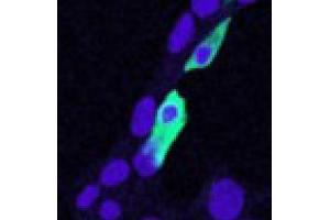 Image no. 2 for anti-Chloride Intracellular Channel 4 (CLIC4) (N-Term) antibody (ABIN374756) (CLIC4 Antikörper  (N-Term))