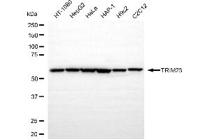 anti-Tripartite Motif Containing 23 (TRIM23) antibody