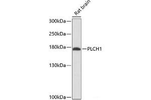 Western blot analysis of extracts of Rat brain using PLCH1 Polyclonal Antibody at dilution of 1:3000. (PLCH1 Antikörper)